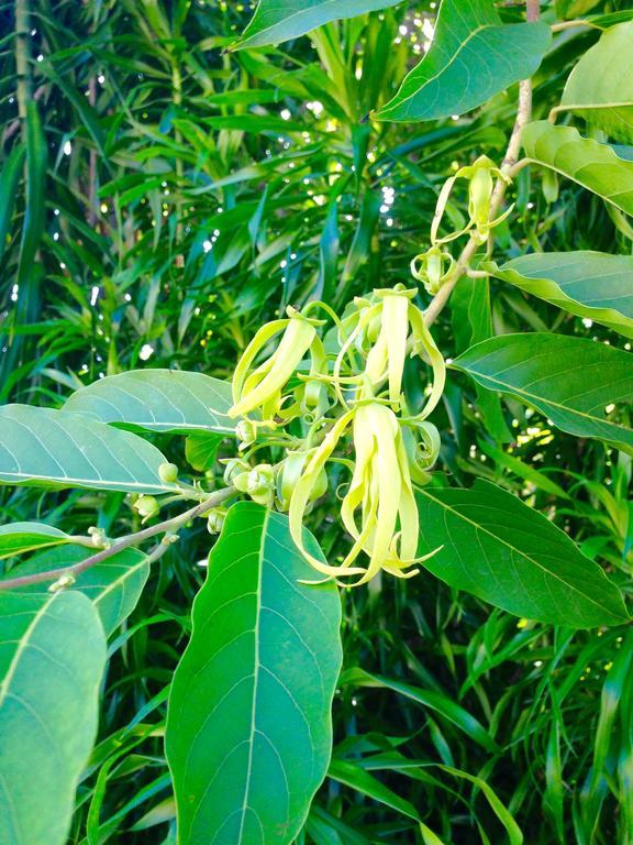 Hotel Ylang Ylang サンジルレバン エクステリア 写真